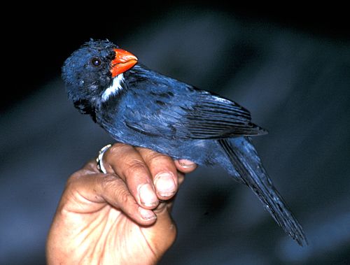 Slate-coloured grosbeak